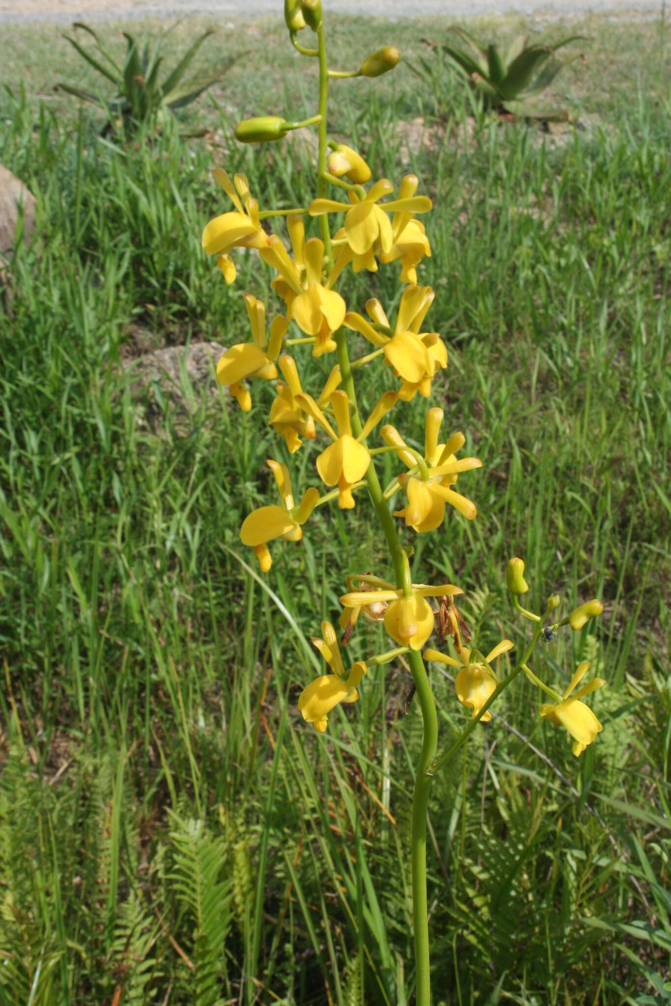 Image de Eulophia angolensis (Rchb. fil.) Summerh.