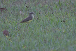 Image of Machetornis Gray & GR 1841