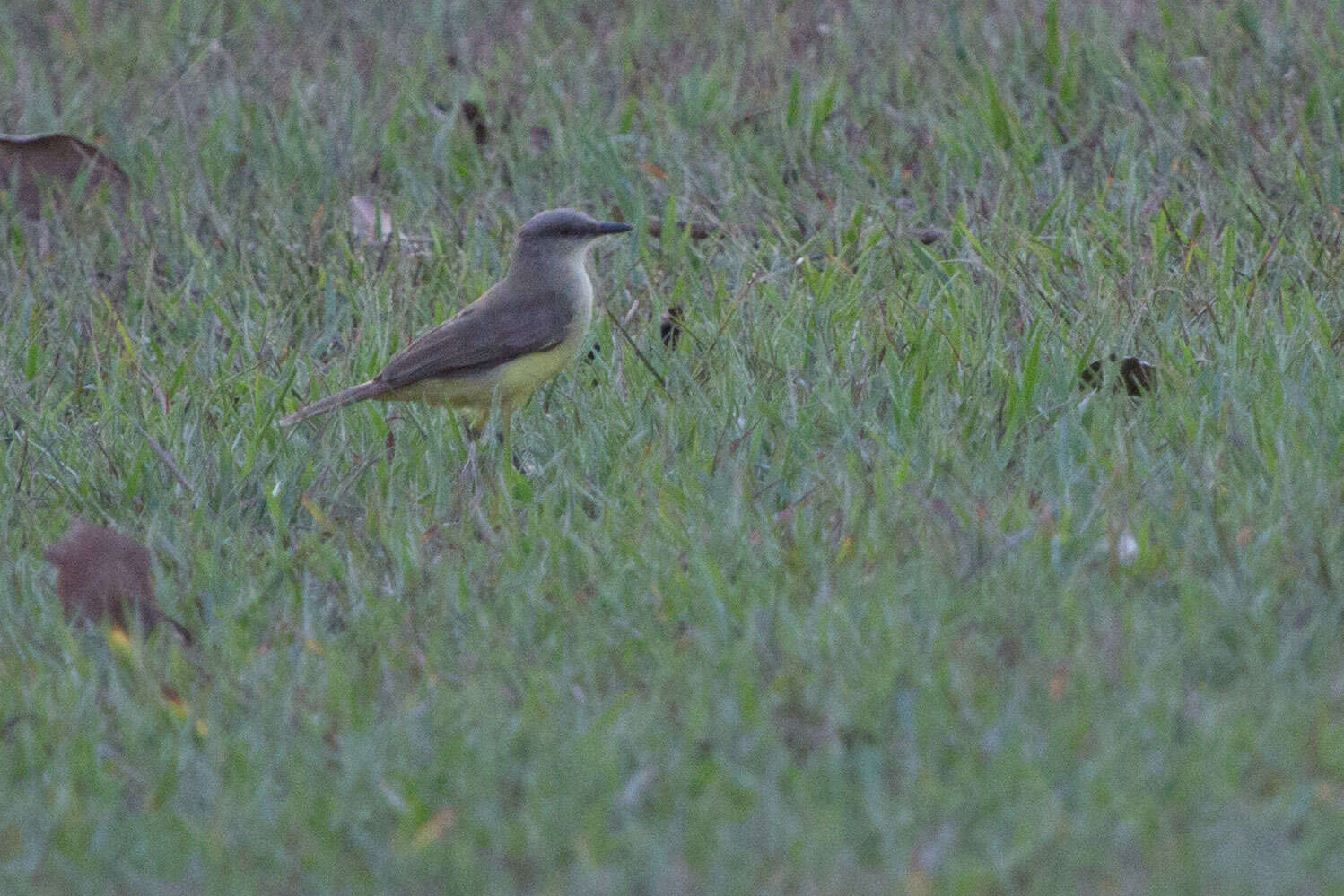 Image of Machetornis Gray & GR 1841