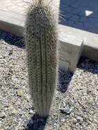 Image of Cephalocereus columna-trajani (Karw.) K. Schum.