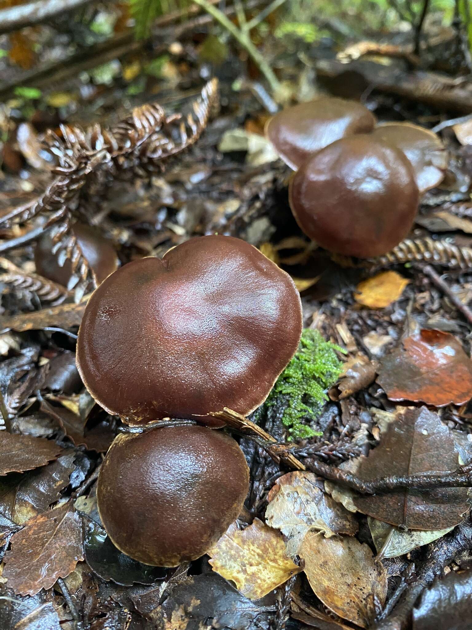 Image of Cortinarius cupreonatus Soop 2001