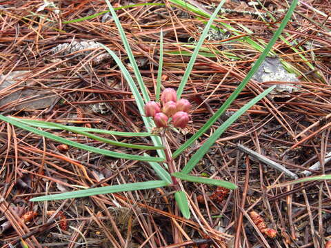 Image of Asclepias circinalis (Decne.) R. E. Woodson