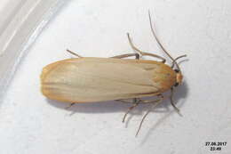 Image of buff footman