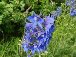 Delphinium cuneatum Stev. ex DC.的圖片