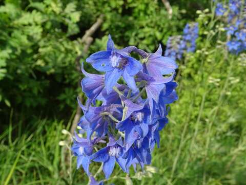 Image of Delphinium cuneatum Stev. ex DC.