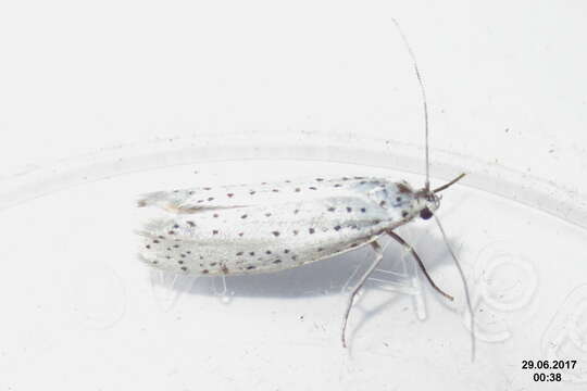 Image of Ermine moth