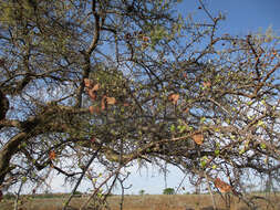 Imagem de Erianthemum ngamicum (Sprague) Danser