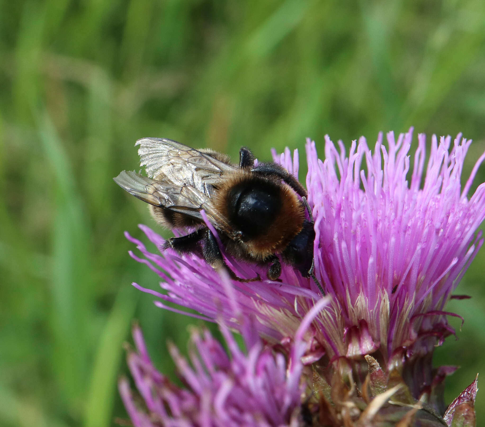 Image of short-haired bumblebee