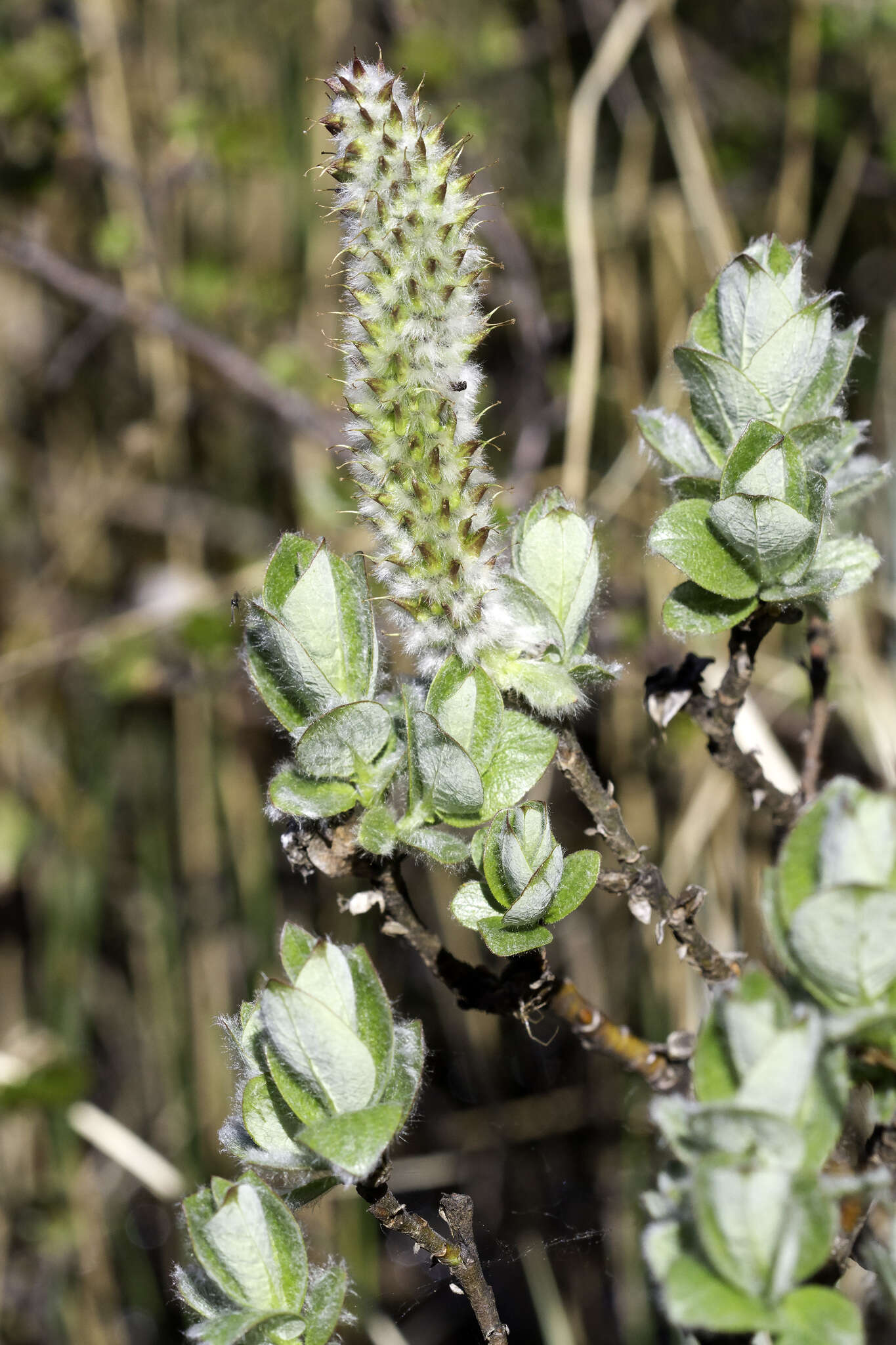 Salix calcicola Fern. & Wieg. resmi