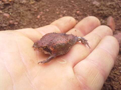 Image of Mozambique Rain Frog