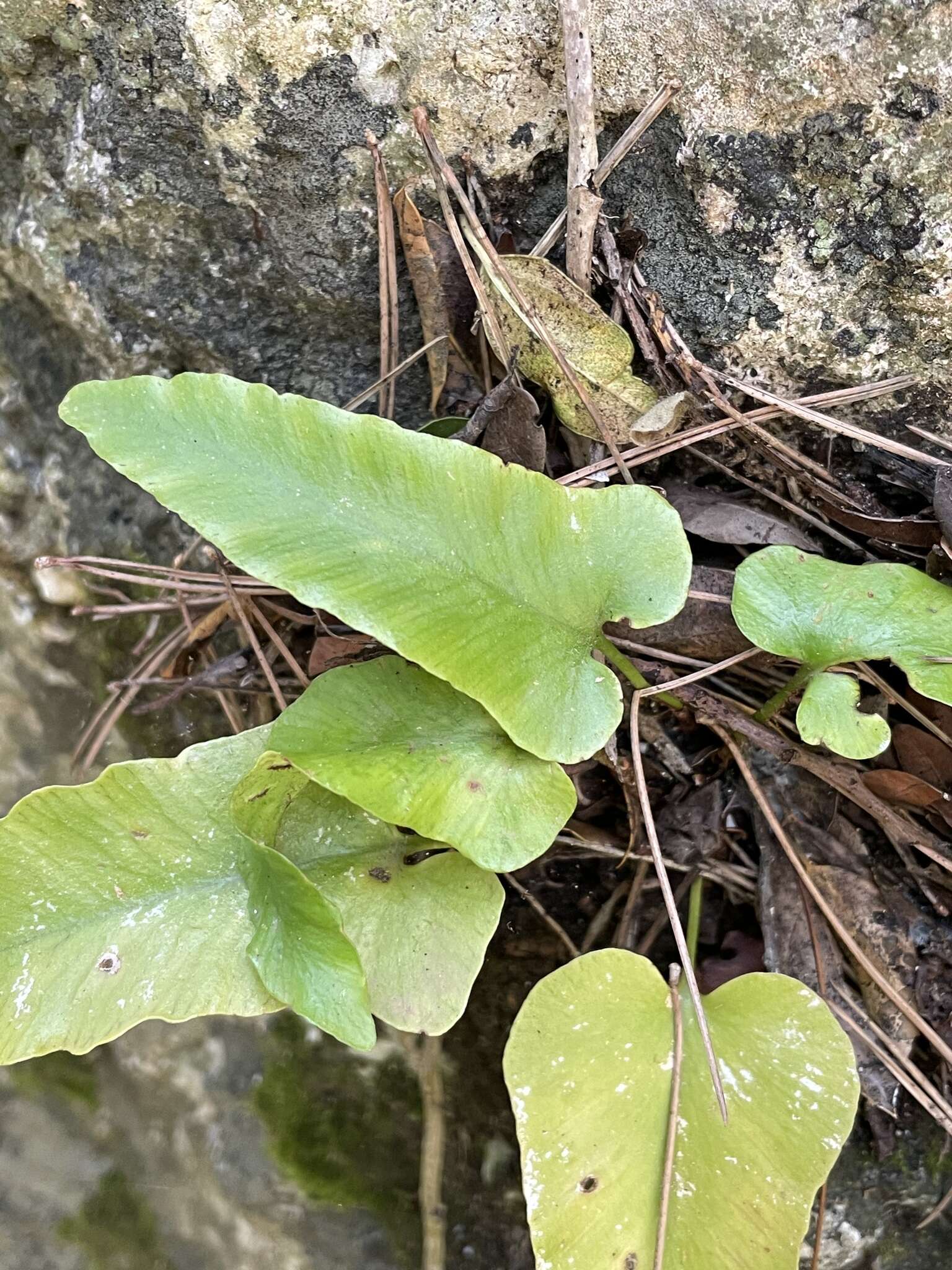 Image of Asplenium sagittatum (DC.) A. J. Bange