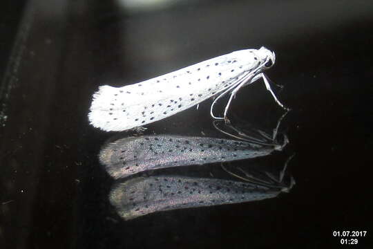 Image of Ermine moth