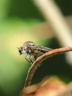 صورة Heteropogon macerinus (Walker 1849)