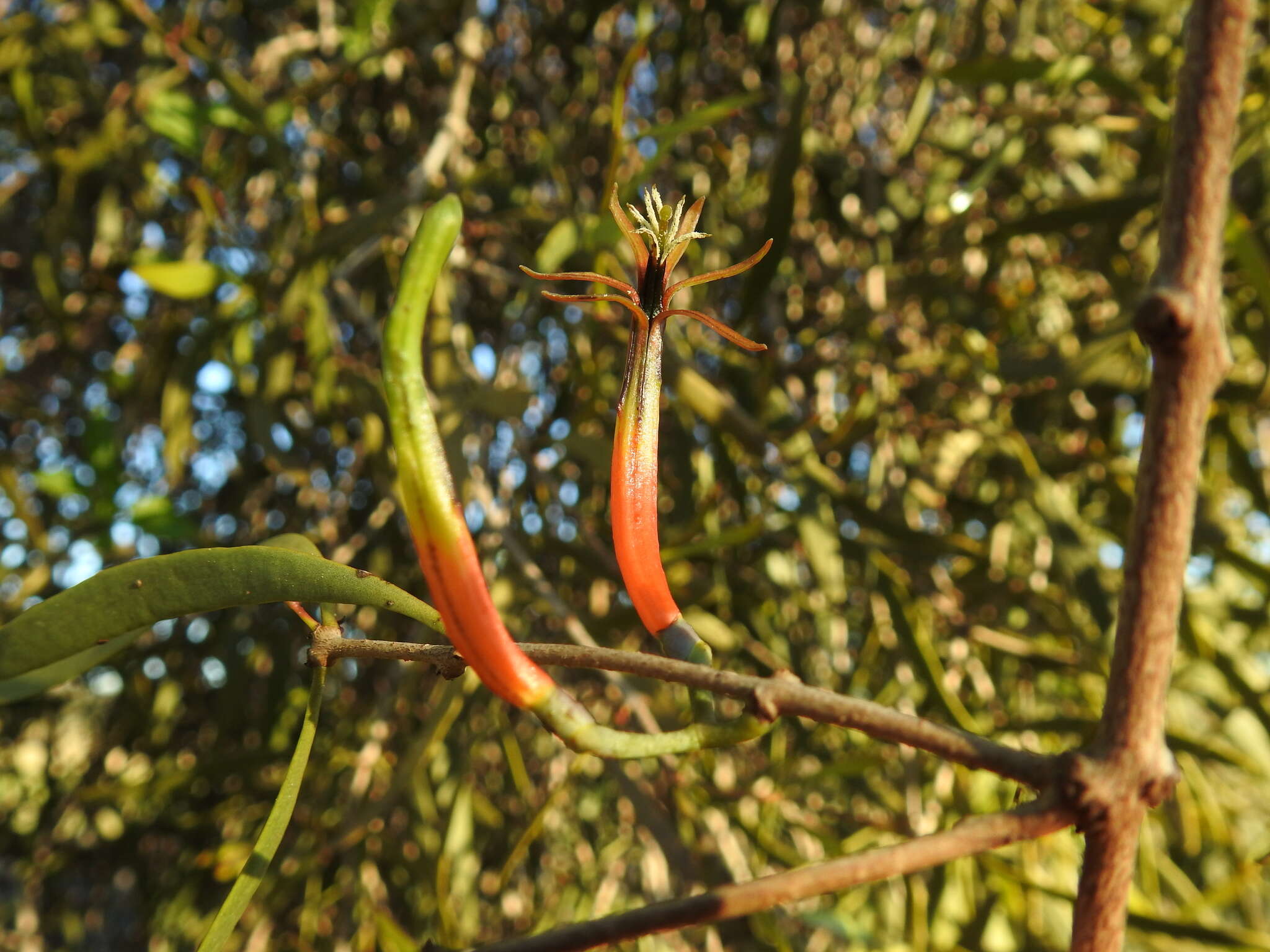 Image of Northern mistletoe