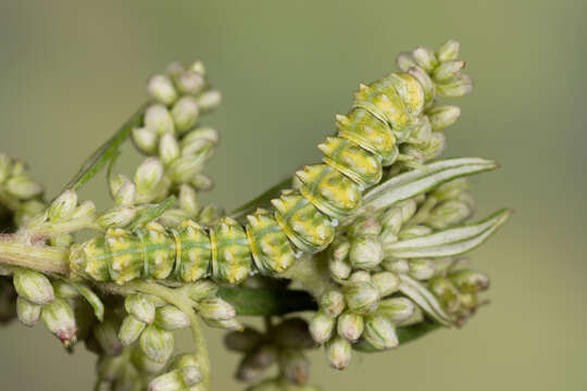 Image of scarce wormwood