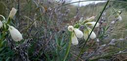 Image of Onosma tanaitica