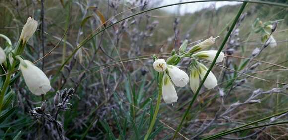 Image of Onosma tanaitica