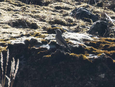 Image of Plain-capped Ground Tyrant