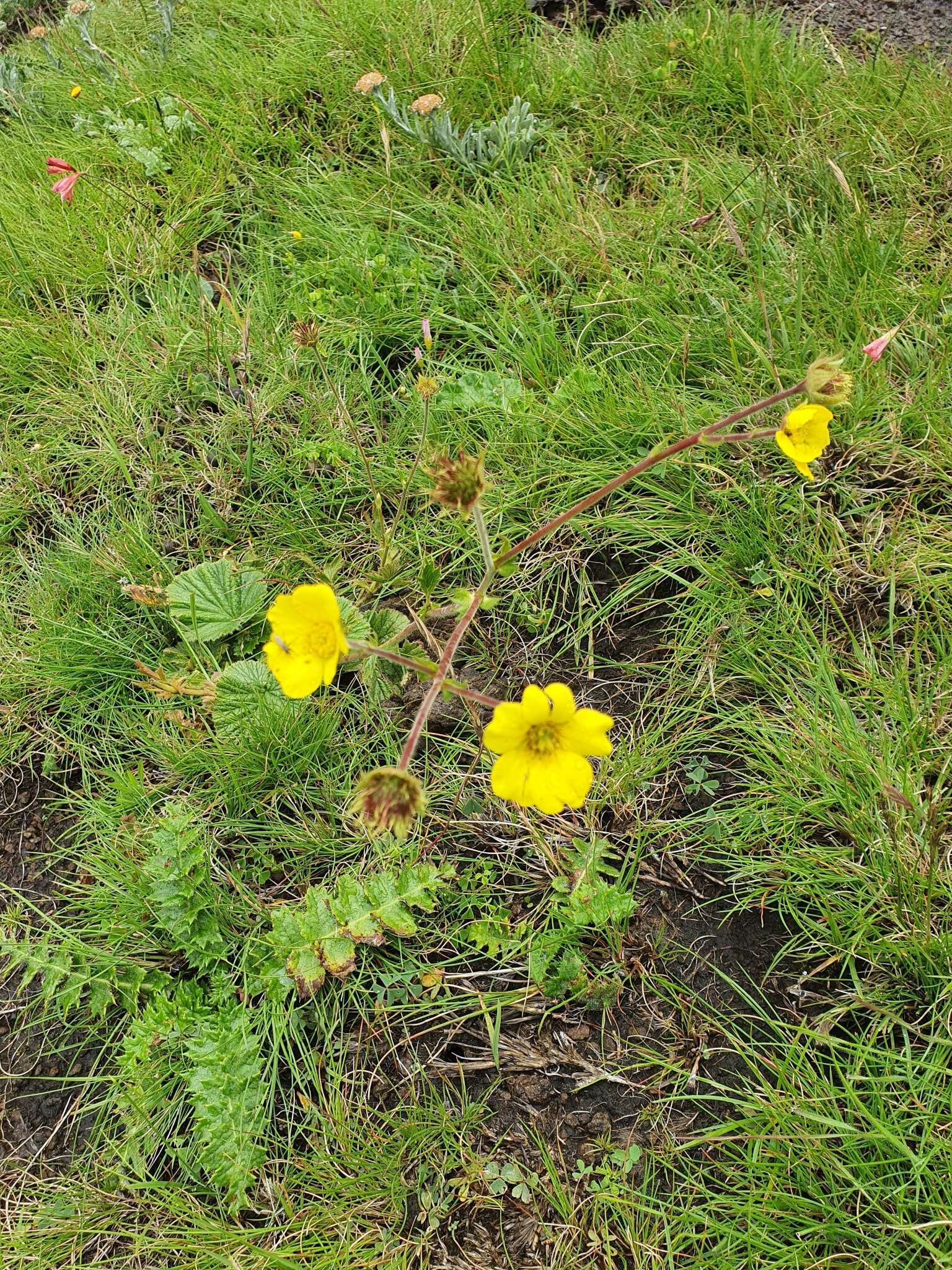 Image of Geum capense Thunb.