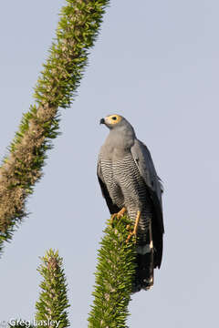 Image of Madagascan Harrier-Hawk