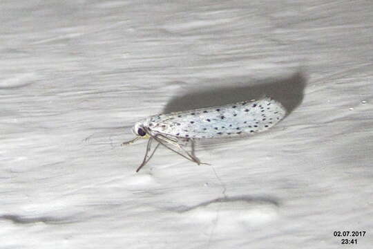 Image of Ermine moth