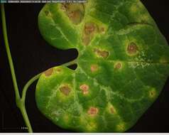 Image of Two-spotted spider mite