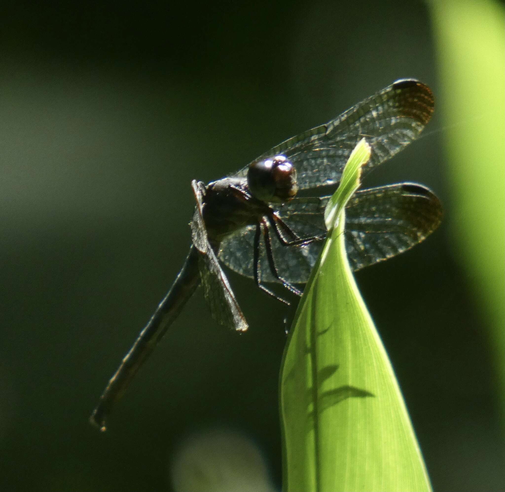 Image de Dasythemis venosa (Burmeister 1839)