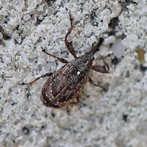 Image of Weevil