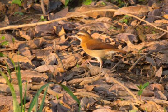 Image of Pale-legged Hornero