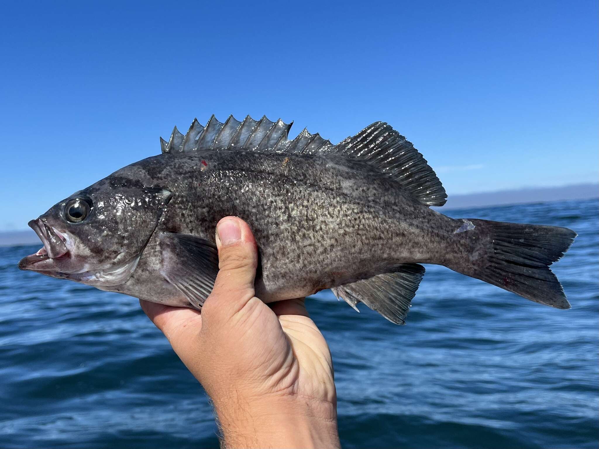 Image of Deacon rockfish