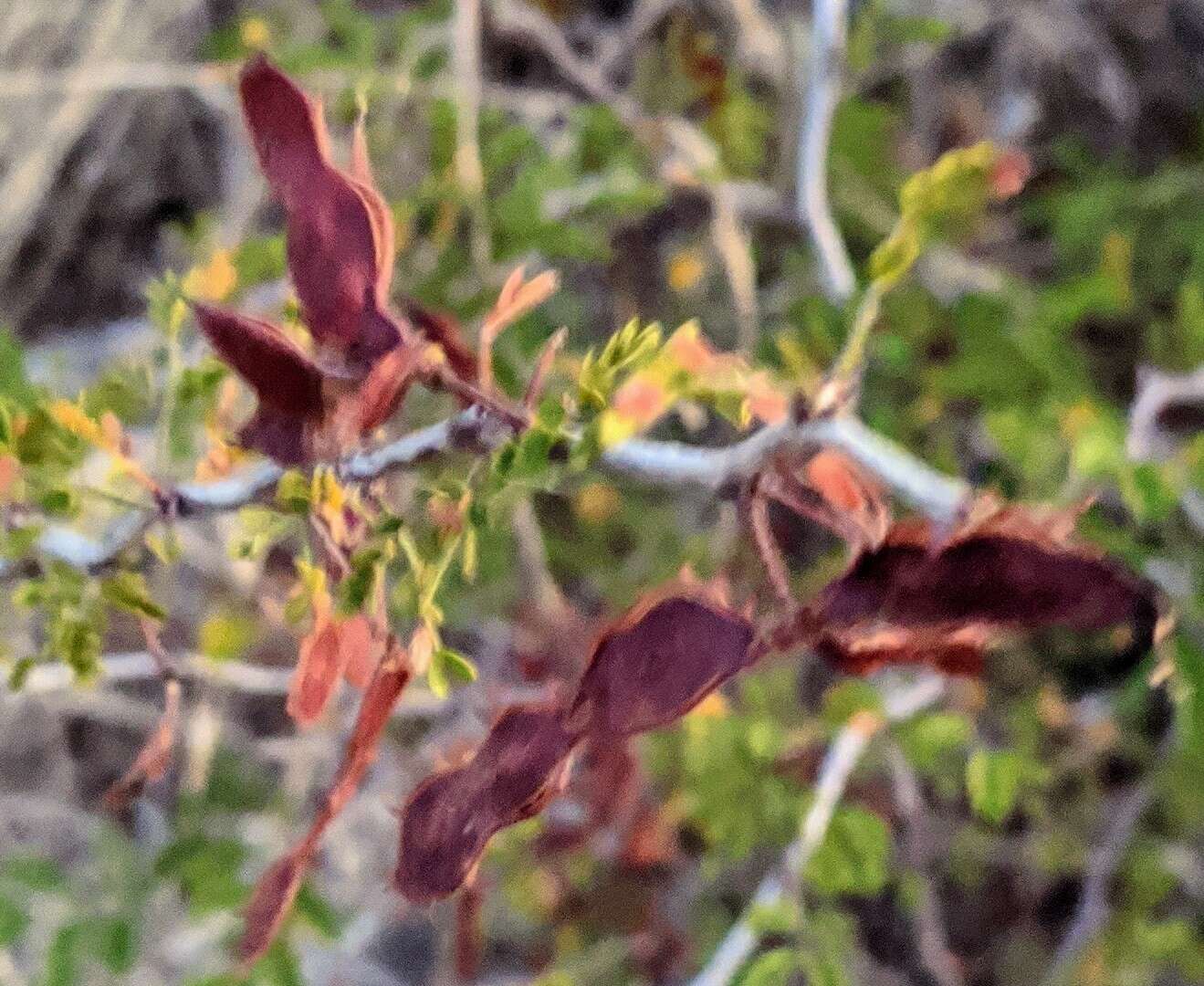 Image of fragrant mimosa