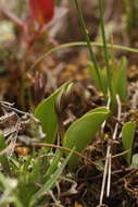 Plancia ëd Galearis spathulata (Lindl.) P. F. Hunt