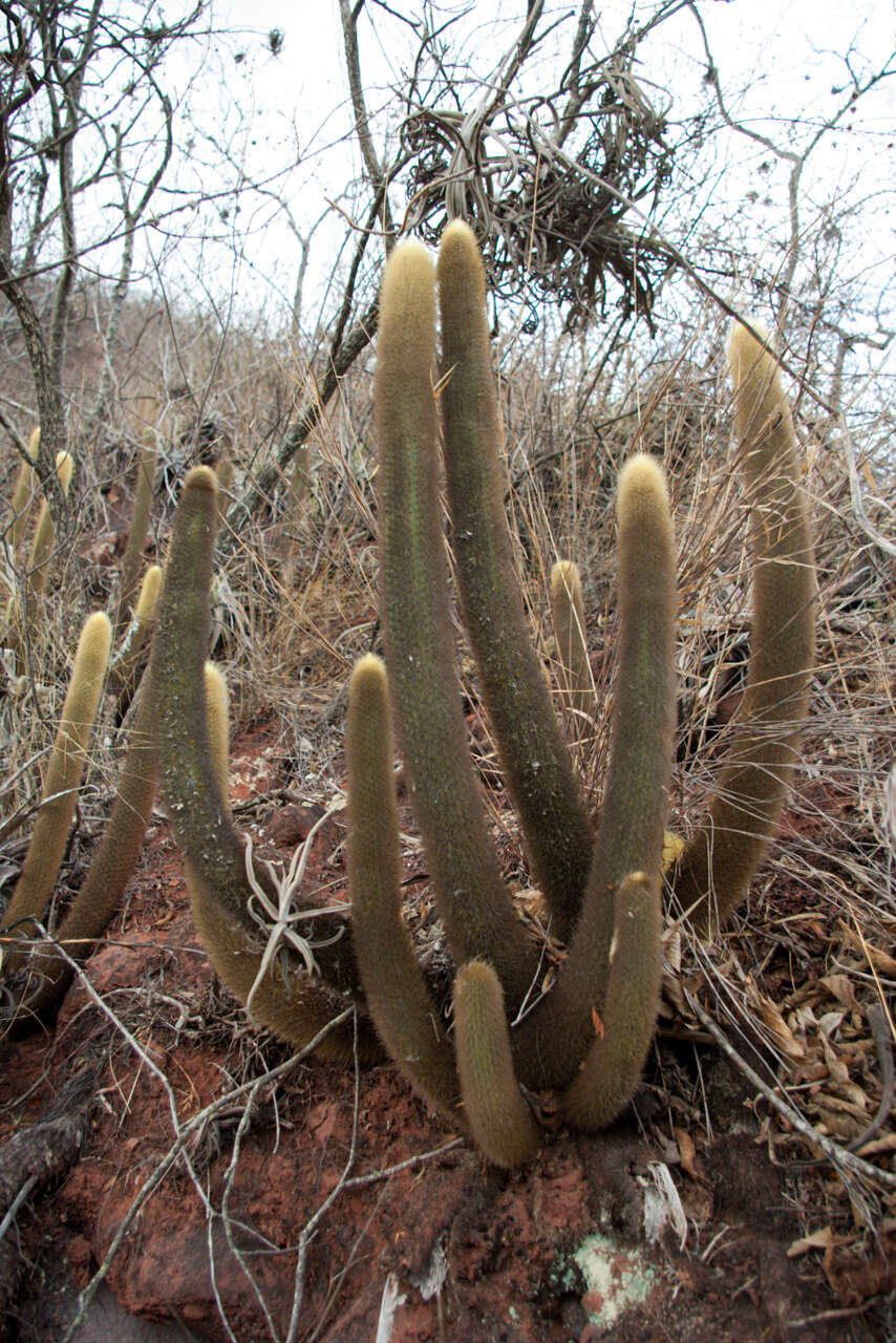 Image of Cleistocactus brookeae Cárdenas