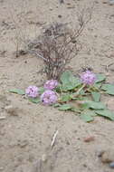 Image of Lassen sandverbena