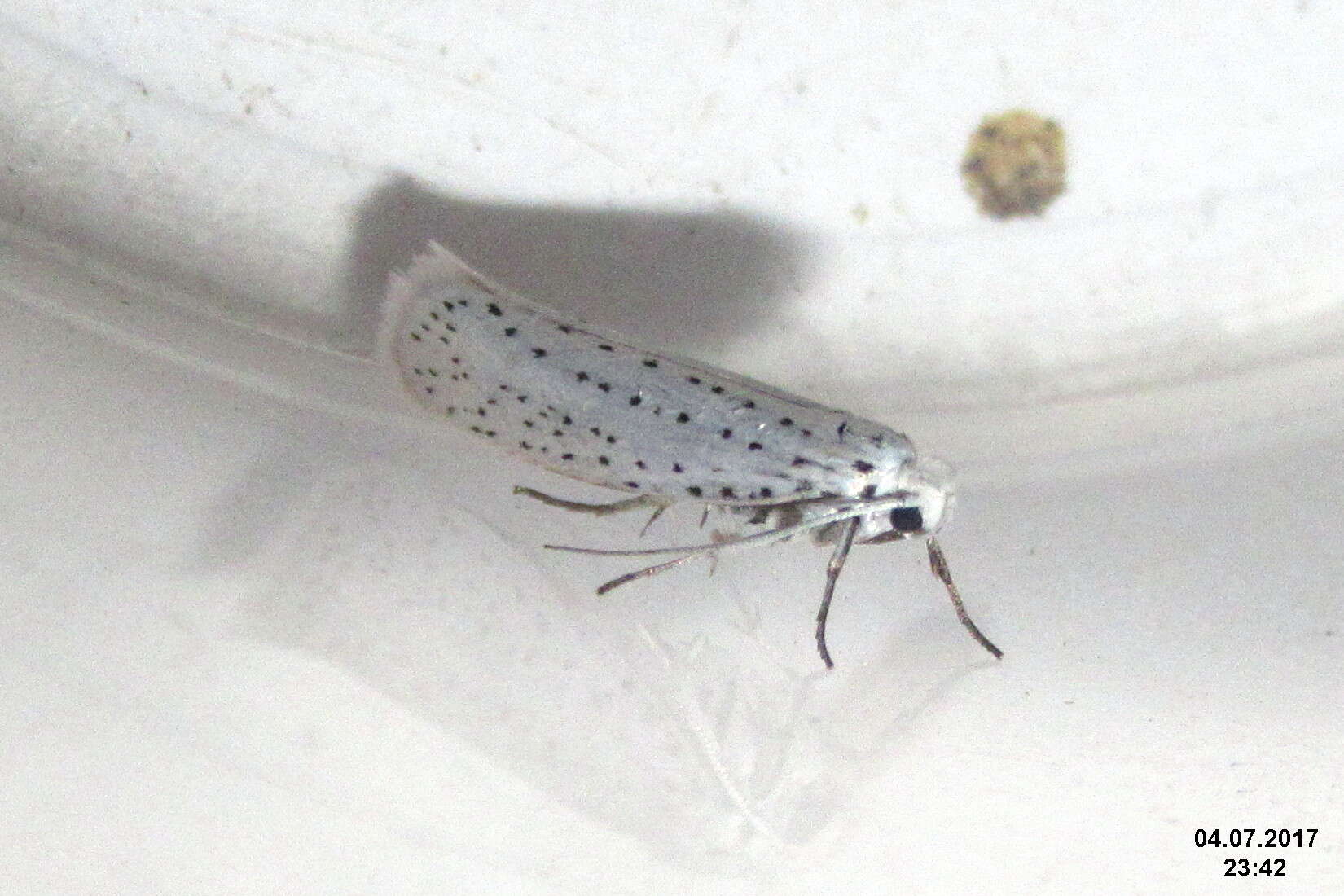 Image of Ermine moth