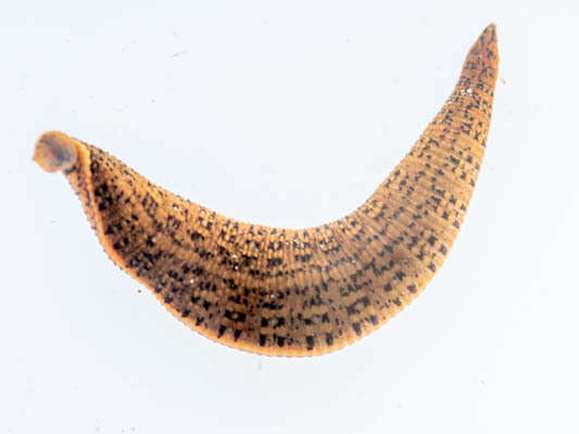 Image of Asiaticobdella fenestrata