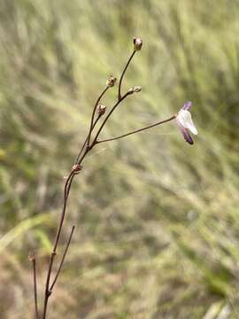 Image of Genlisea angolensis Good