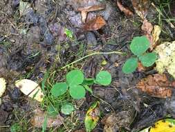 Image of running buffalo clover