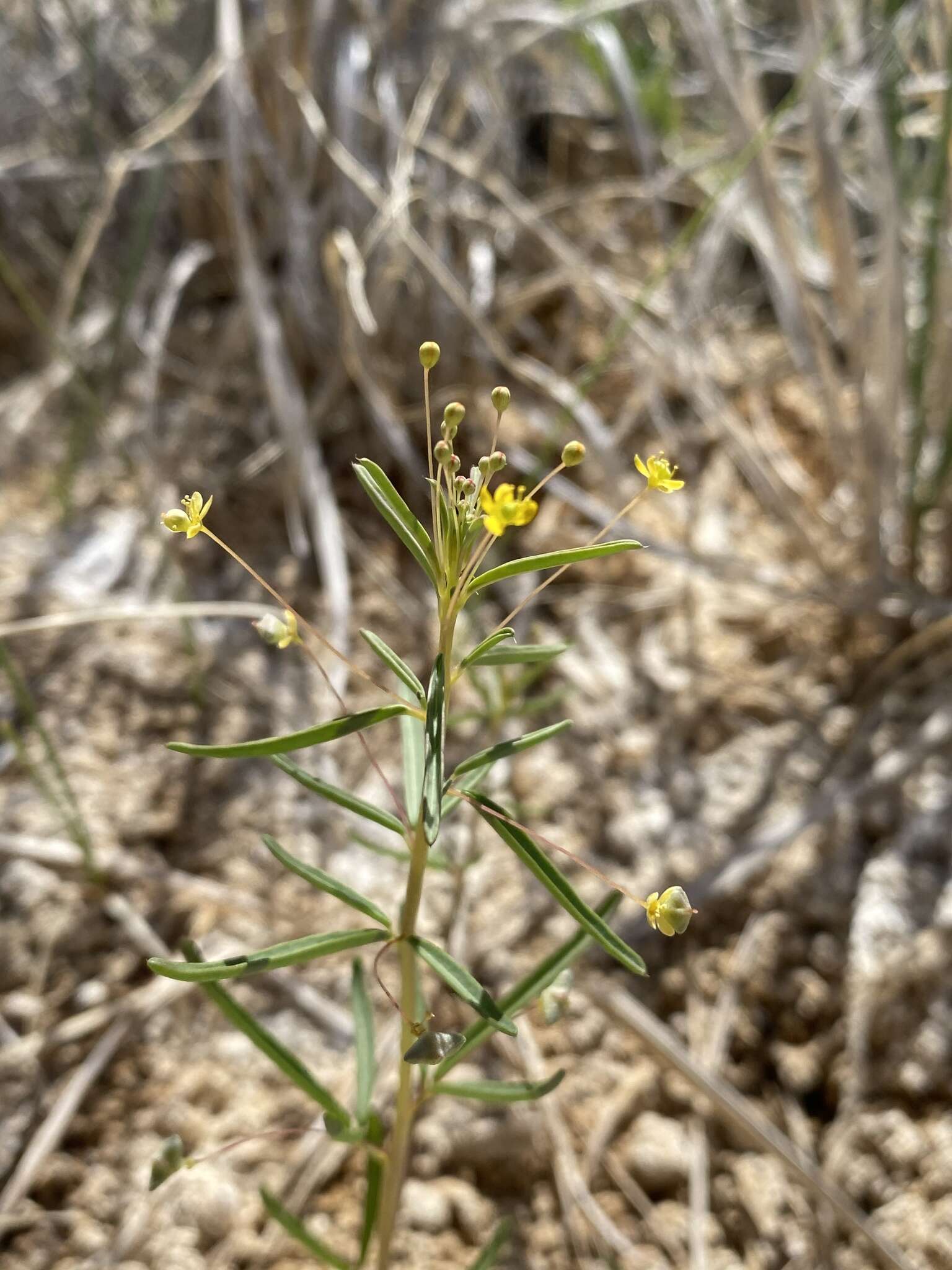 Image of Small-Flower Stinkweed