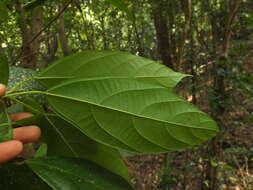 Image of Mallotus rhamnifolius (Willd.) Müll. Arg.