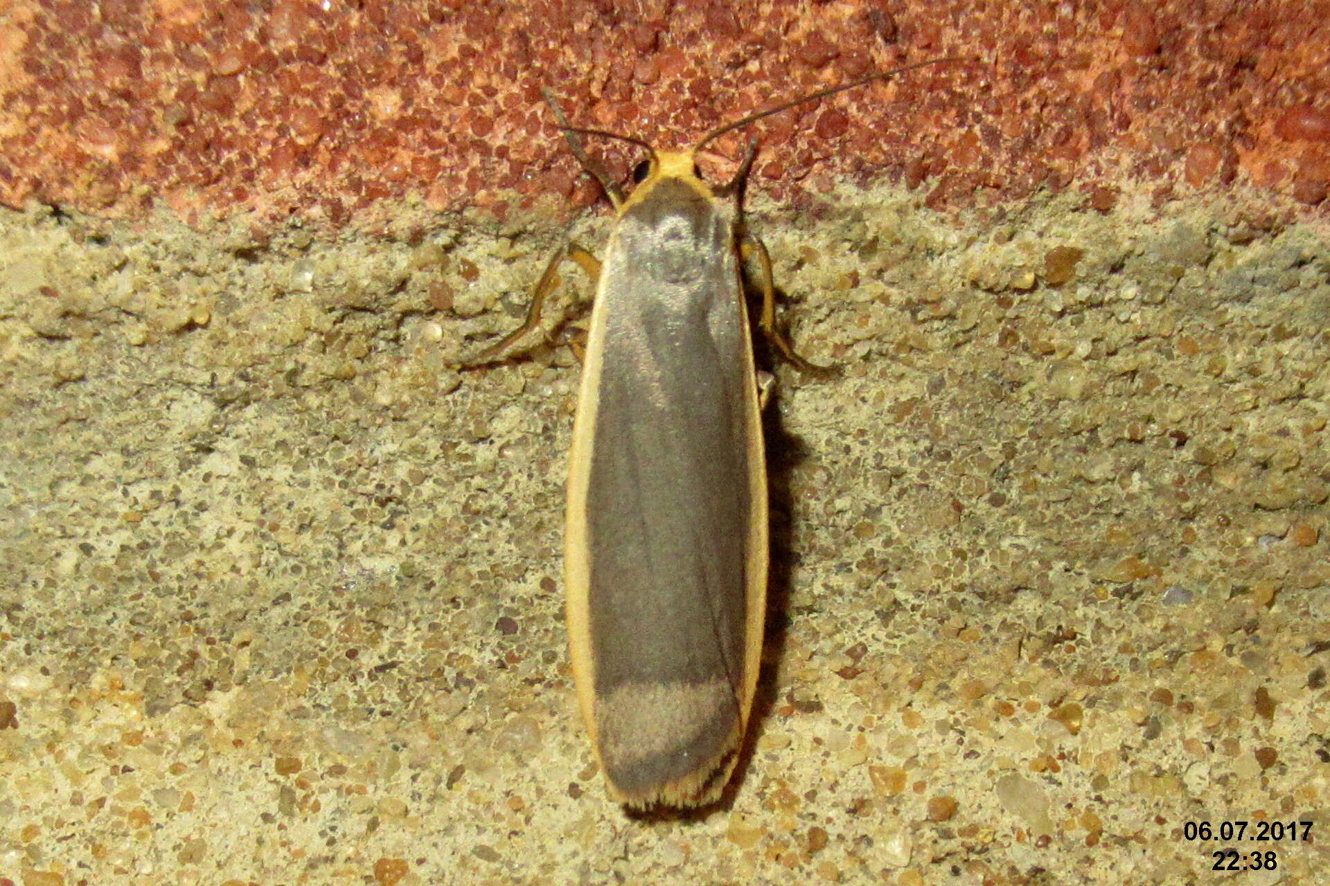 Image of common footman