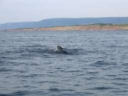 Image of Atlantic Pilot Whale