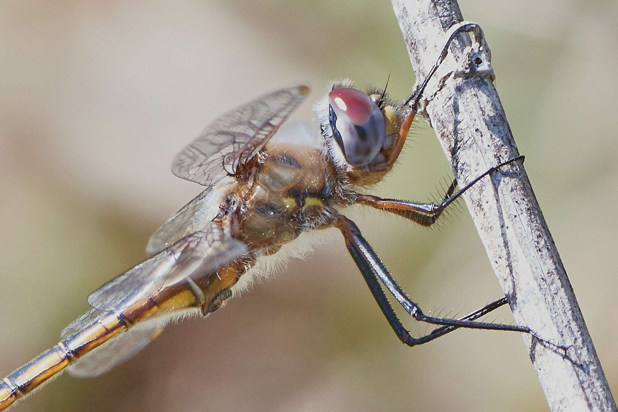 Image of Florida Baskettail