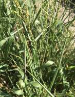 Image of Brown-Top Liverseed Grass