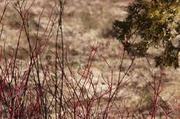 Cornus sericea subsp. sericea resmi