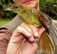 Image of Chlorocichla flaviventris flaviventris (Smith & A 1834)