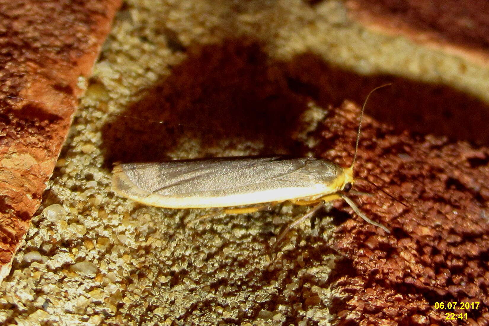 Image of common footman