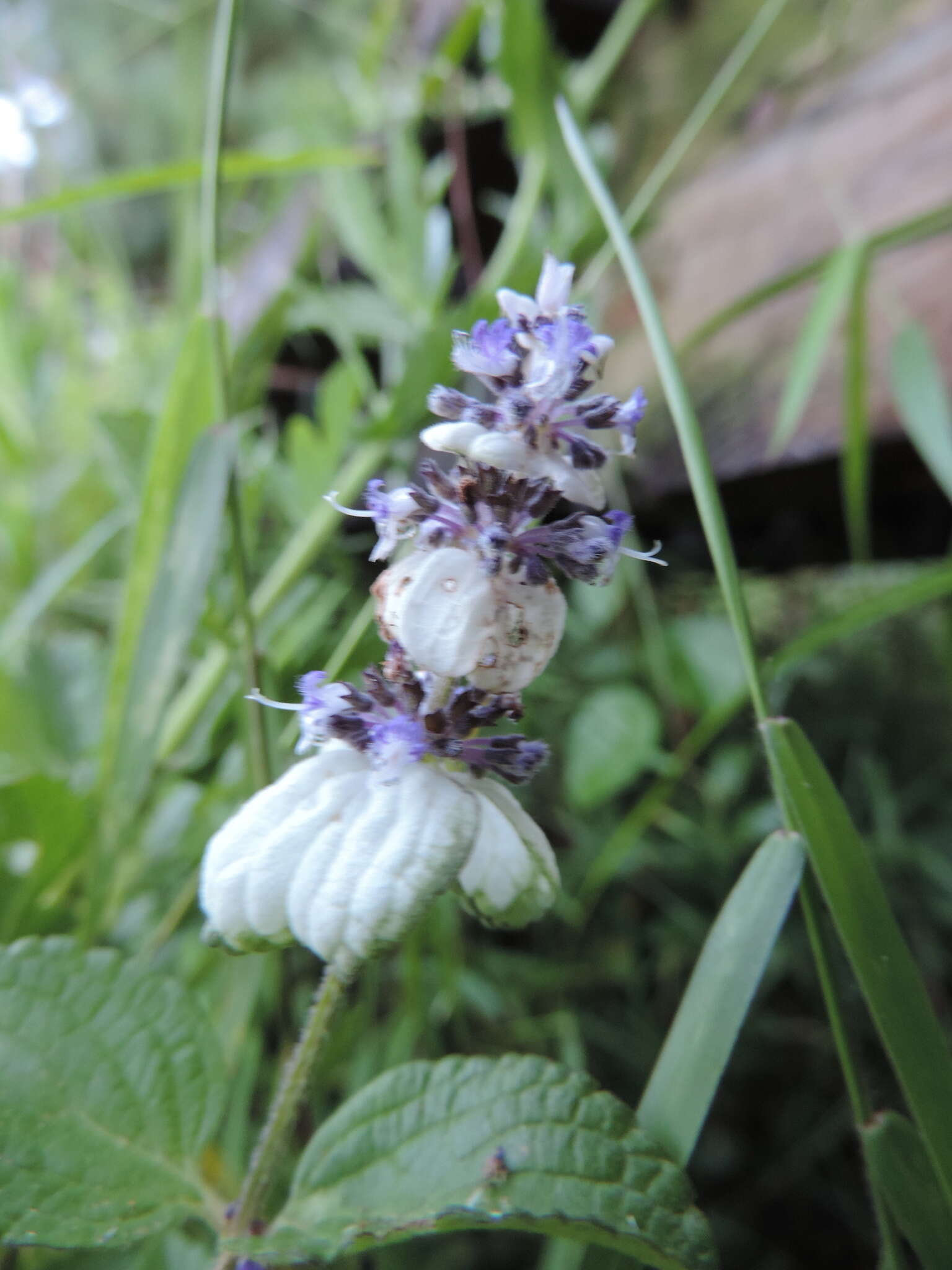 Image of Platostoma rotundifolium (Briq.) A. J. Paton