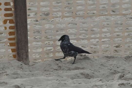 Слика од <i>Corvus monedula spermologus</i>