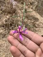 Image of gunsight clarkia